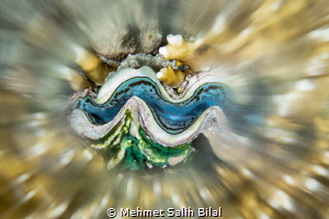 Blue giant clam with on camera blurred filter. by Mehmet Salih Bilal 